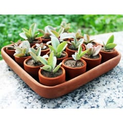 Craftlipi-SQUARE Plantation / Germination Kit : Set of 50 small pots + 3 trays + 50 pusher tablets