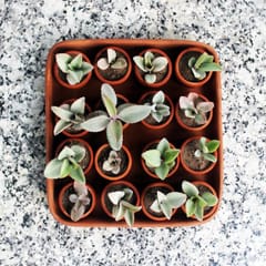 Craftlipi-SQUARE Plantation / Germination Kit : Set of 50 small pots + 3 trays + 50 pusher tablets