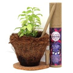 bioQ Plantable Calendar  Kit