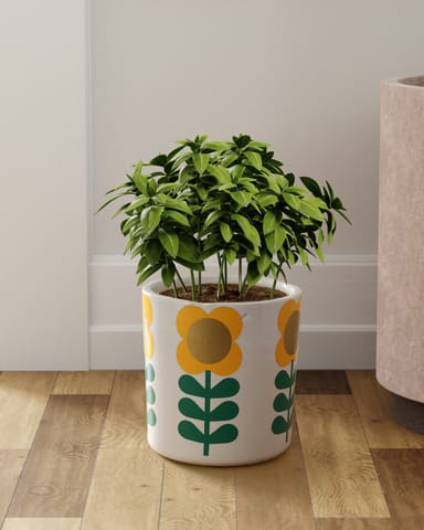 Eyaas - Ceramic Flower Pot - 6.5 x 6